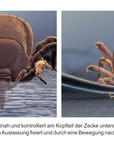 Zeckenhebel - entfernt Zecken sicher und richtig!